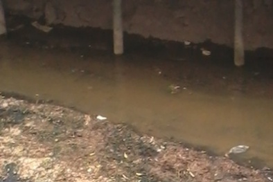 Cá làm...bẩn nước